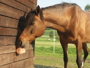 salt lick.jpg