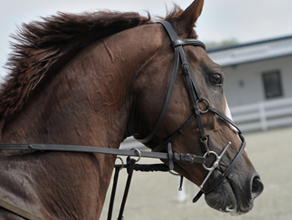 Lunging accessories.jpg